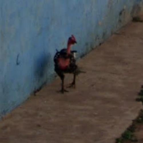 Spain - juego chicken road