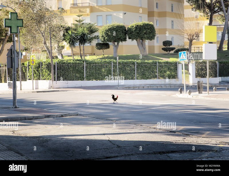 Descubre el secreto detrás del juego de la Carretera del Pollo en España in Spain